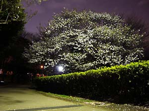 夜桜根岸森林公園