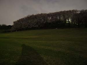 夜桜根岸森林公園