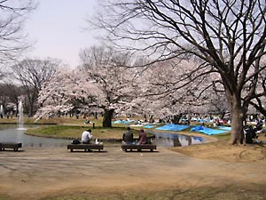 花見千代田公園