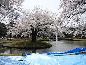 花見千代田公園