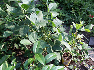 枝豆栽培セット
