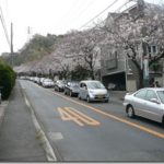 曇天・花見鎌倉2009年の満開桜