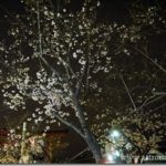 鎌倉・逗子の夜桜花見ドライビン2013