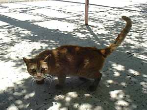�g���R�̌��L