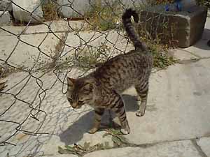 �g���R�̌��L