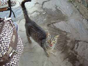 �g���R�̌��L