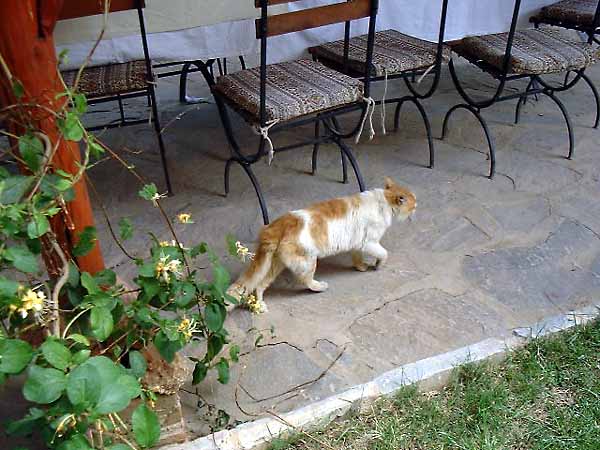 �g���R�̌��L