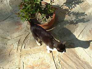 �g���R�̌��L
