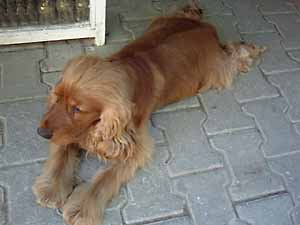 �g���R�̌��L