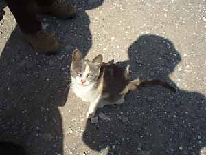 �g���R�̌��L