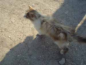 �g���R�̌��L