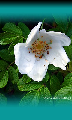 201209cala2